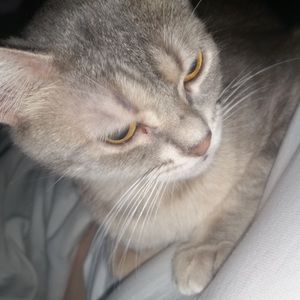 Meet your Posher, Dawn